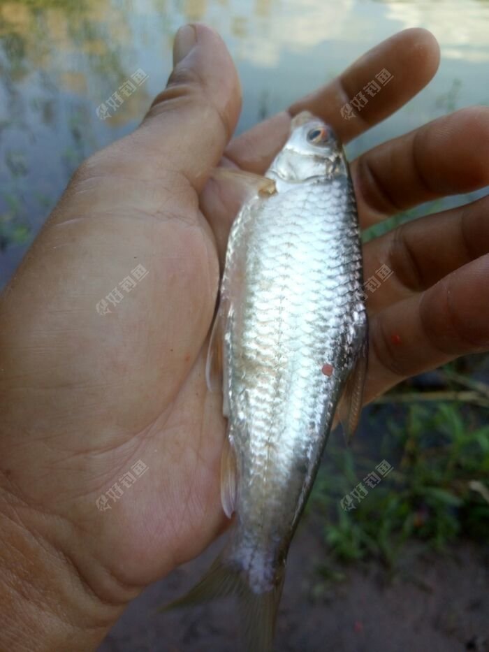 原来我经常钓到这样的土鲮鱼,但是今天不好钓 原来我经常钓到这样的土鲮鱼,但是今天不好钓