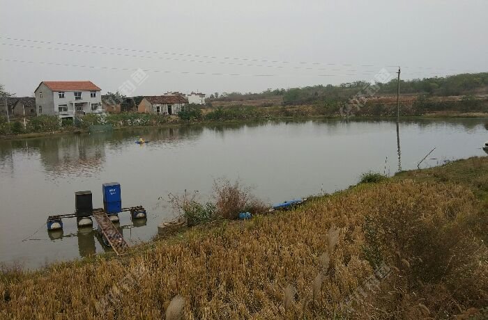 严家大湾养殖塘