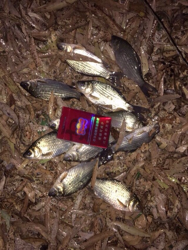 QPXZYZDD.jpg QPXZYZDD.jpg