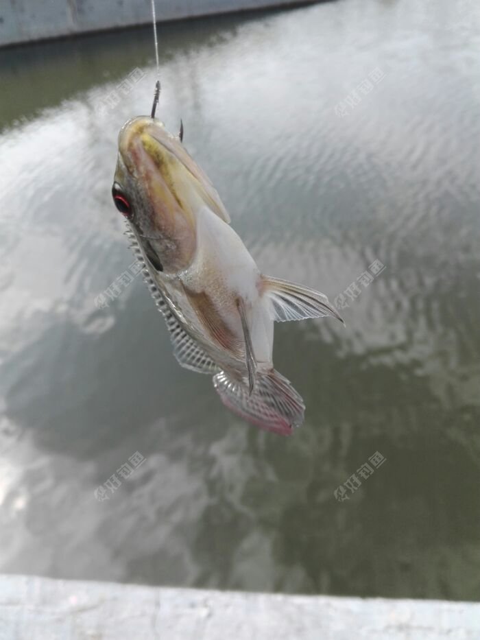 天冷小非仍不死心