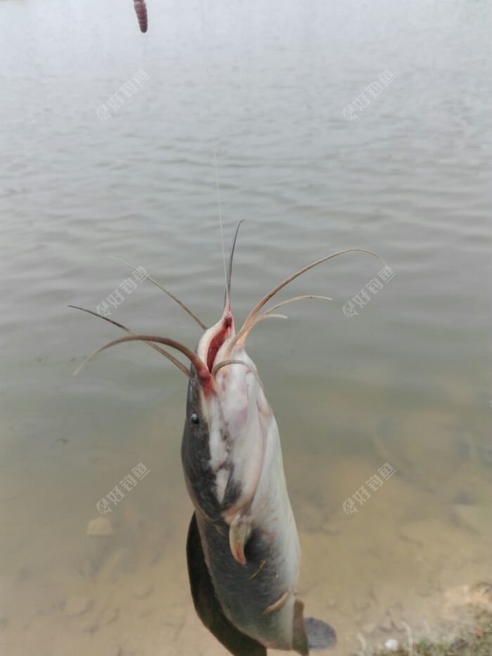 鱼儿仍然给力，可惜了吃口太深，为保住它的性命……
