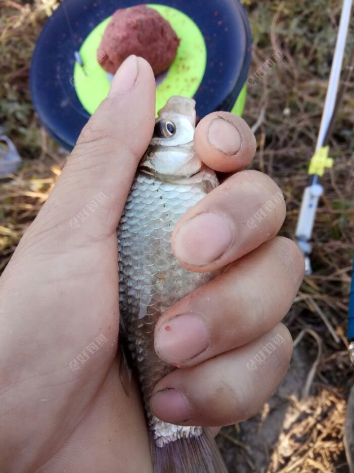第一条目标鱼 第一条目标鱼