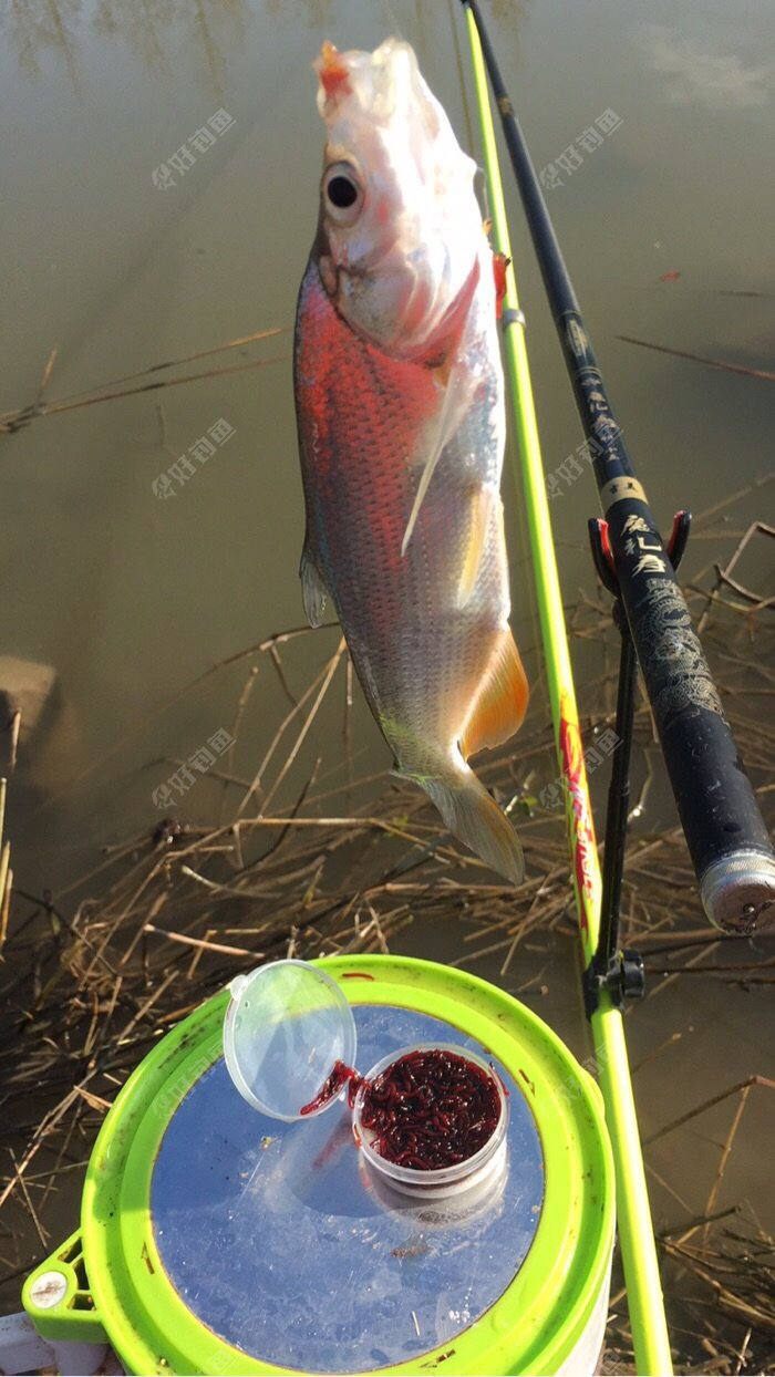 KOPNUAPO.jpg KOPNUAPO.jpg