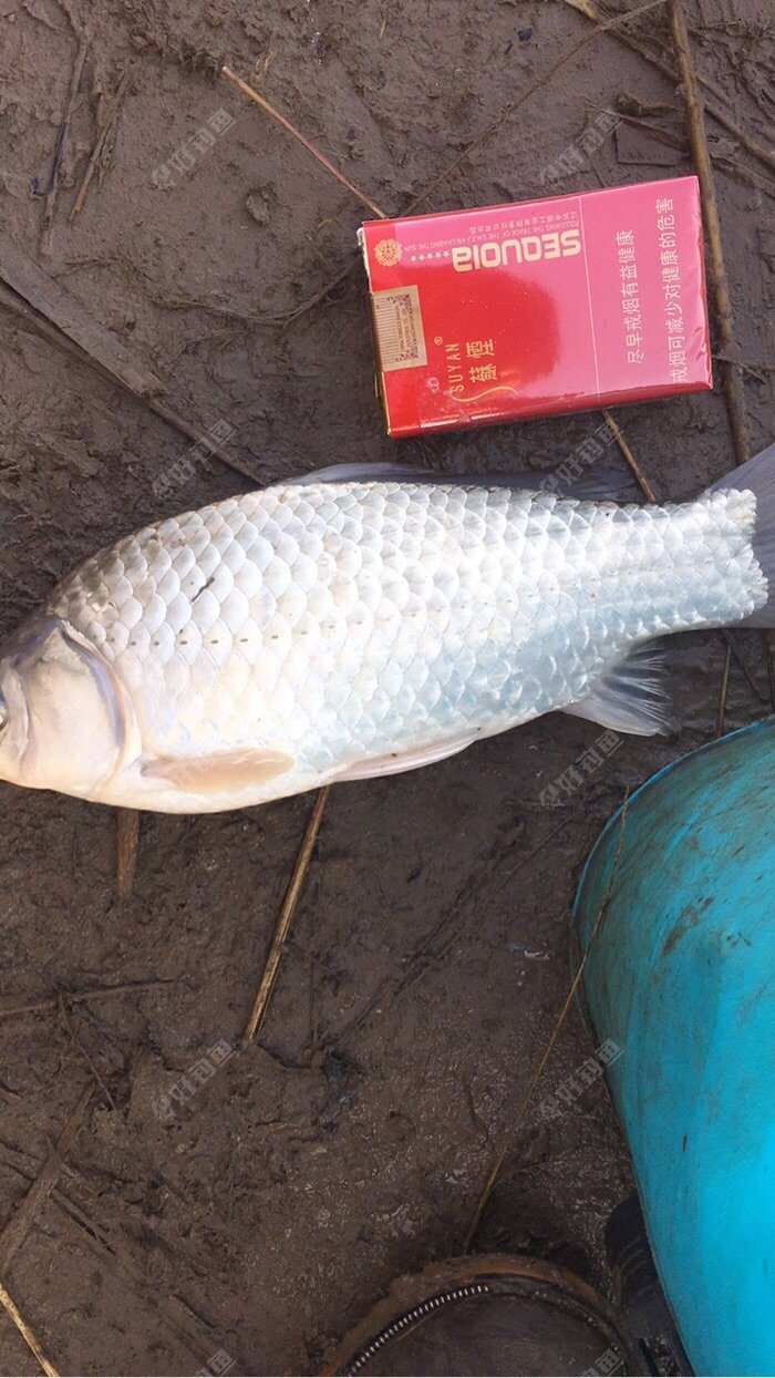 SMTNXDBL.jpg SMTNXDBL.jpg