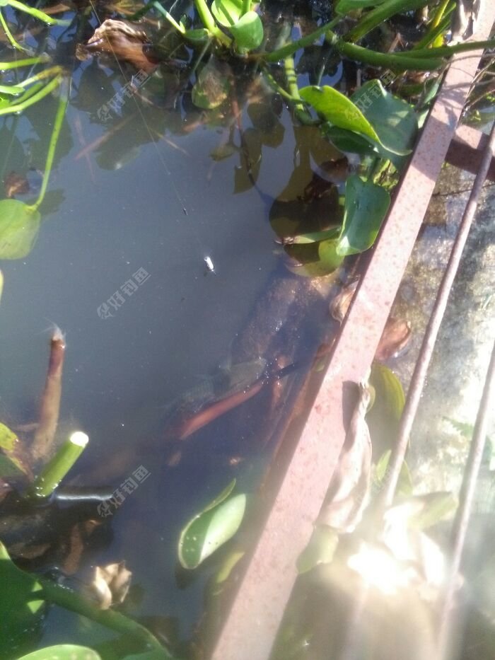 一个钩挂住了,还是单钩好
