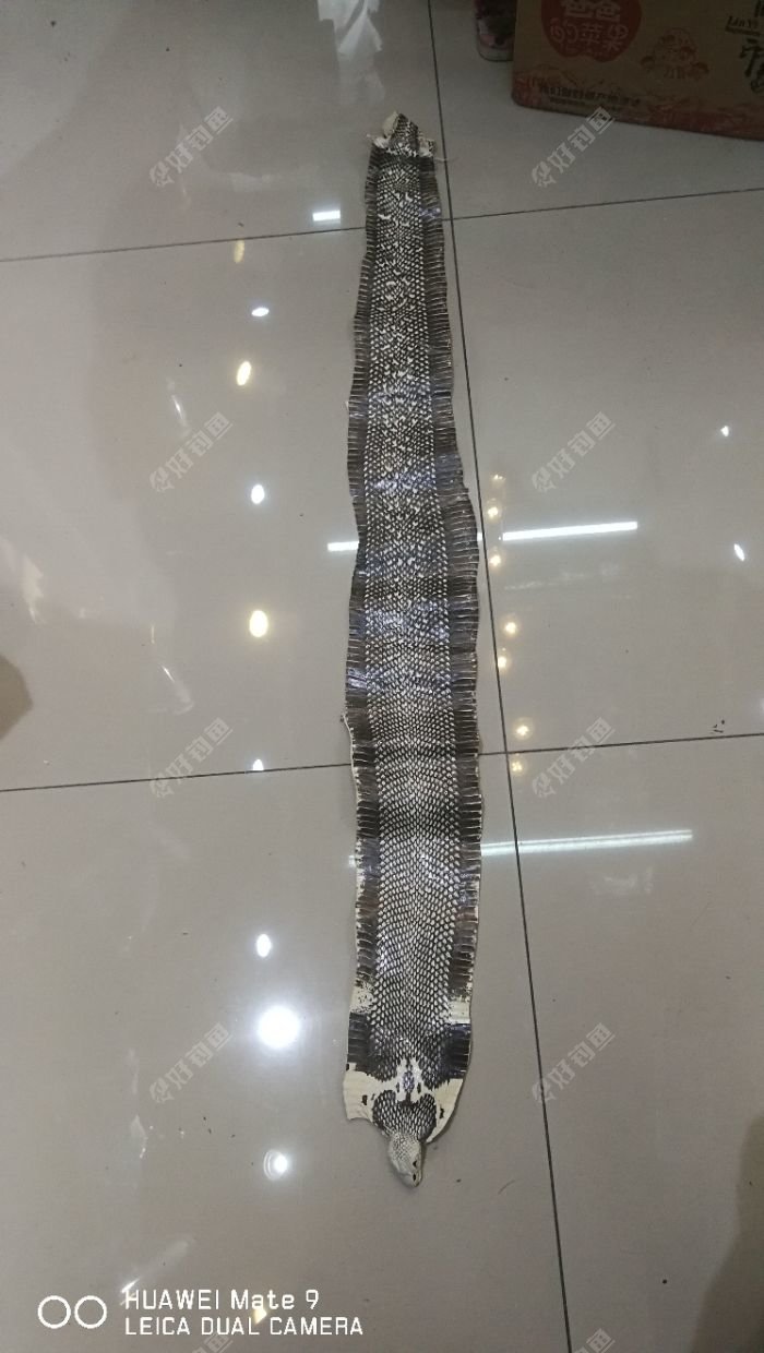 嘿嘿,这个缠在鱼竿把手上不是更有档次呀,这些蛇皮是前几年买来DIY皮带,打火机,烟盒的