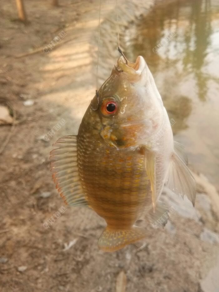 开张了，这种天气罗非还开口