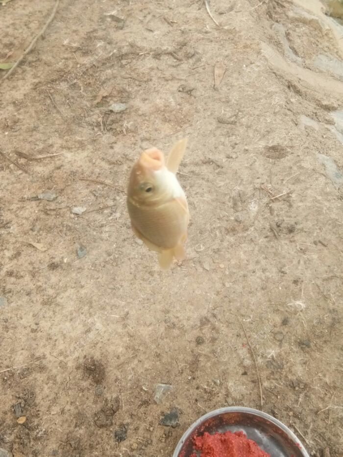 贪吃的小鲤鱼，看这大嘴巴子性感的