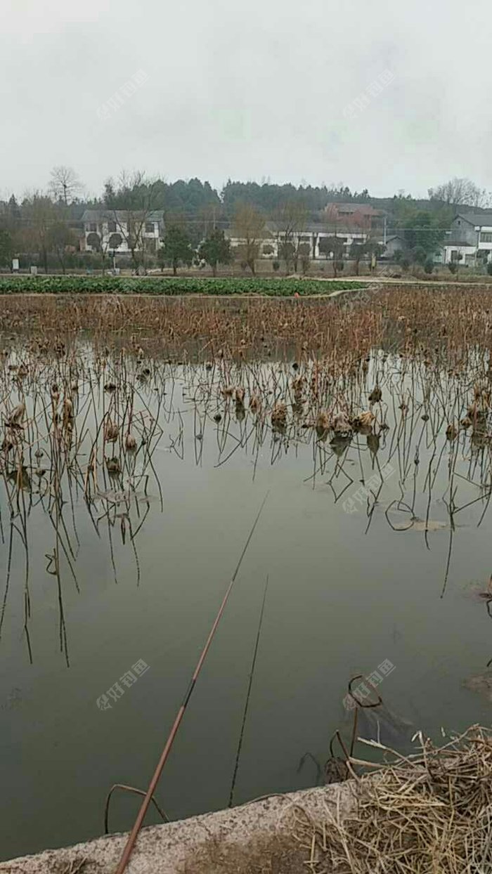 林伯渠故居荷花池