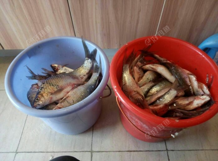 杀完后的土鲮