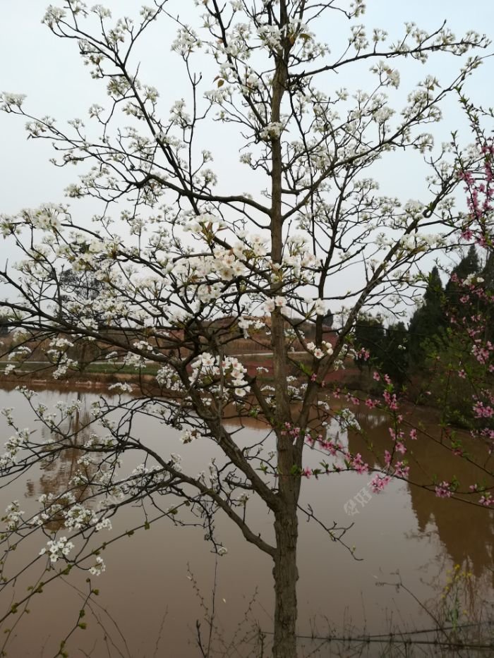 一树梨花压海棠,