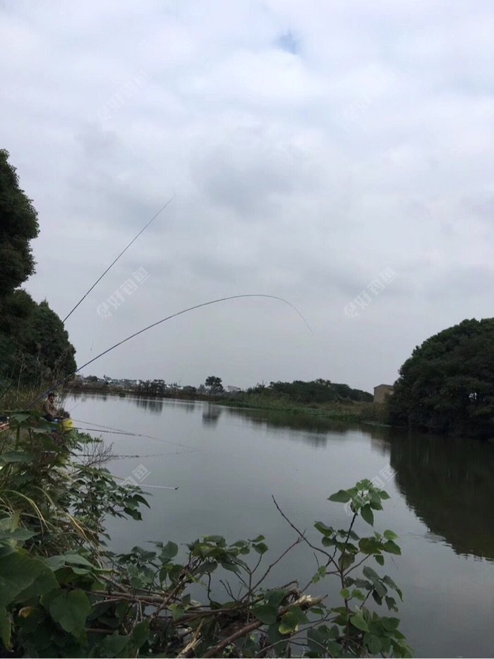 这个正在上鱼的钓友,这个位置会出大鱼,有次有位钓友钓了一条鲤鱼,18斤!野河呀!不得了了!