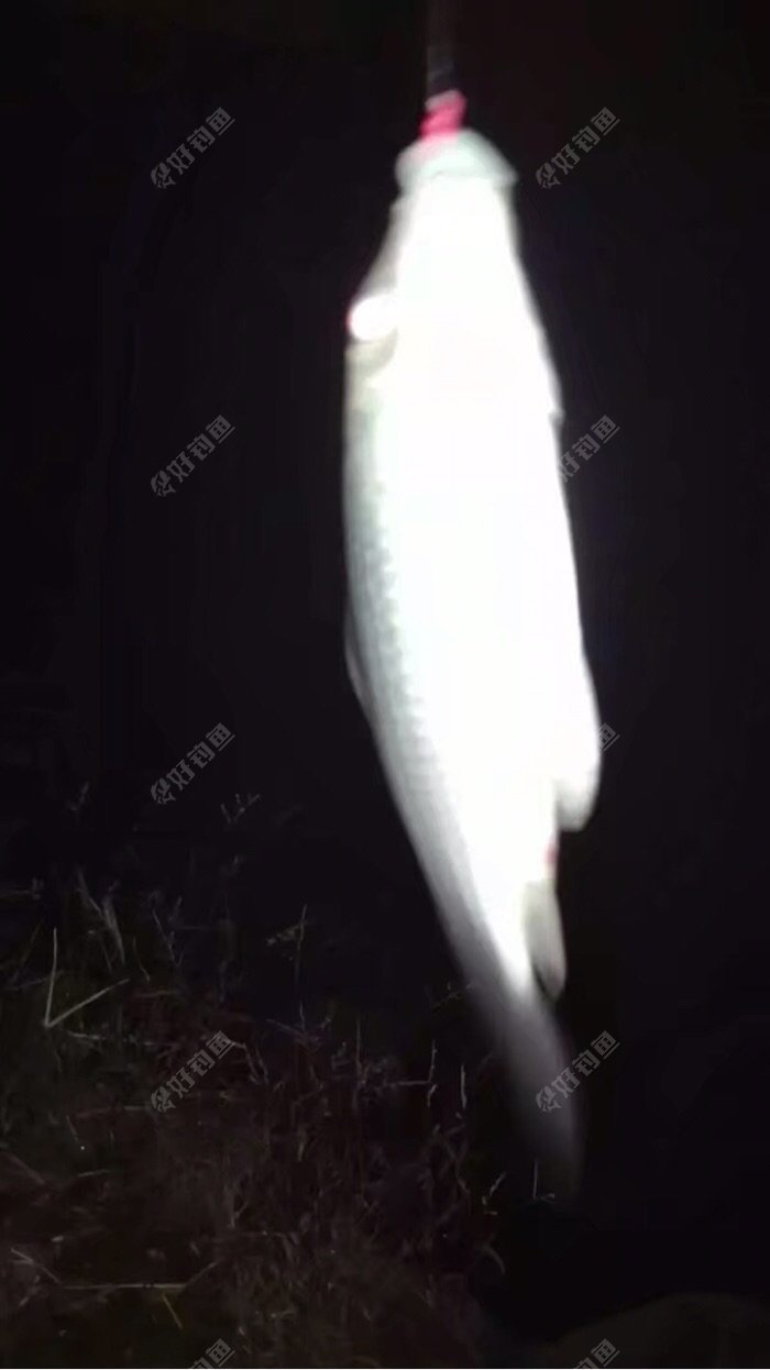 上鲫鱼了!