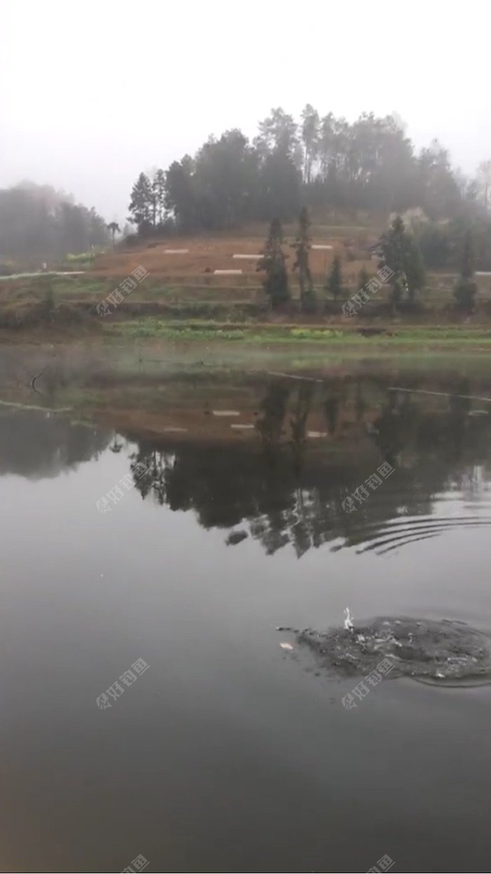 边遛鱼边拍照还是不行!没有前景照!