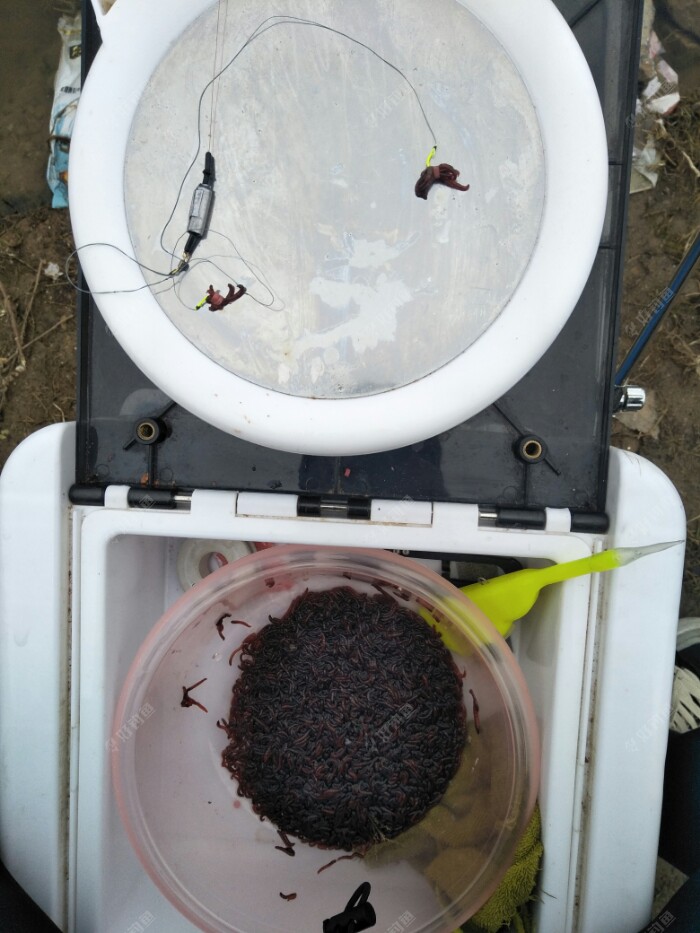 开始用红虫夹子挂饵作钓，我使用红虫比较少，吸得不是太均匀啊，掌握不了量有点费皮圈，一下午得造掉二三个皮圈，不过手法凑合能用。
