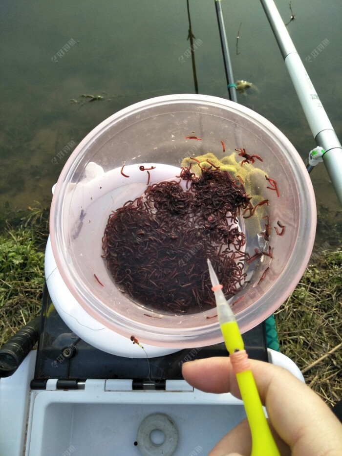 前二天买的红虫还剩这么多，掺了水库水。虫子放久了感觉有点缩水瘦……