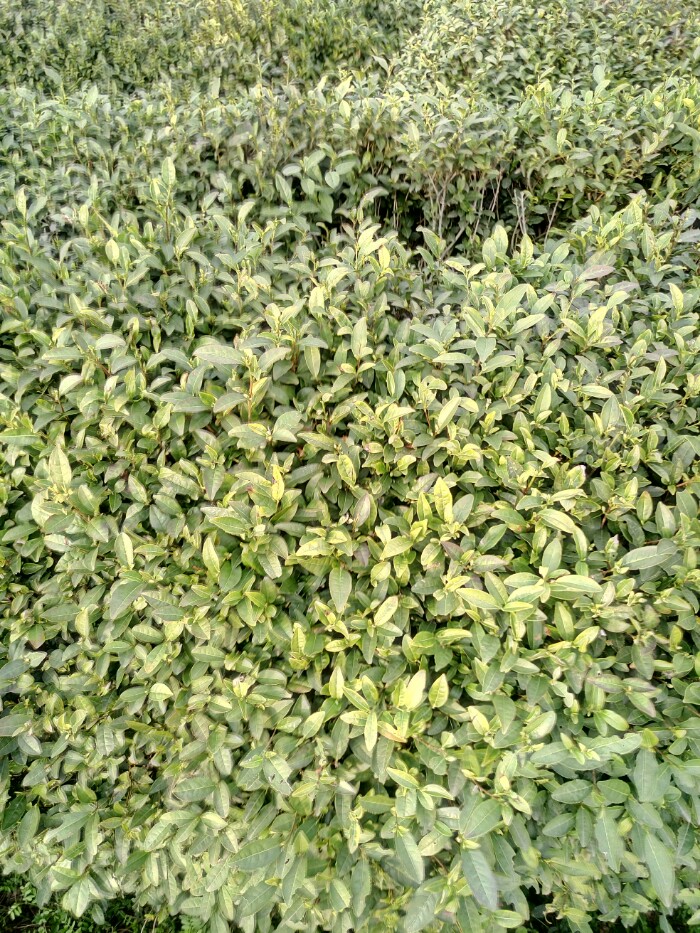 现在正是南京雨花茶上市的时候