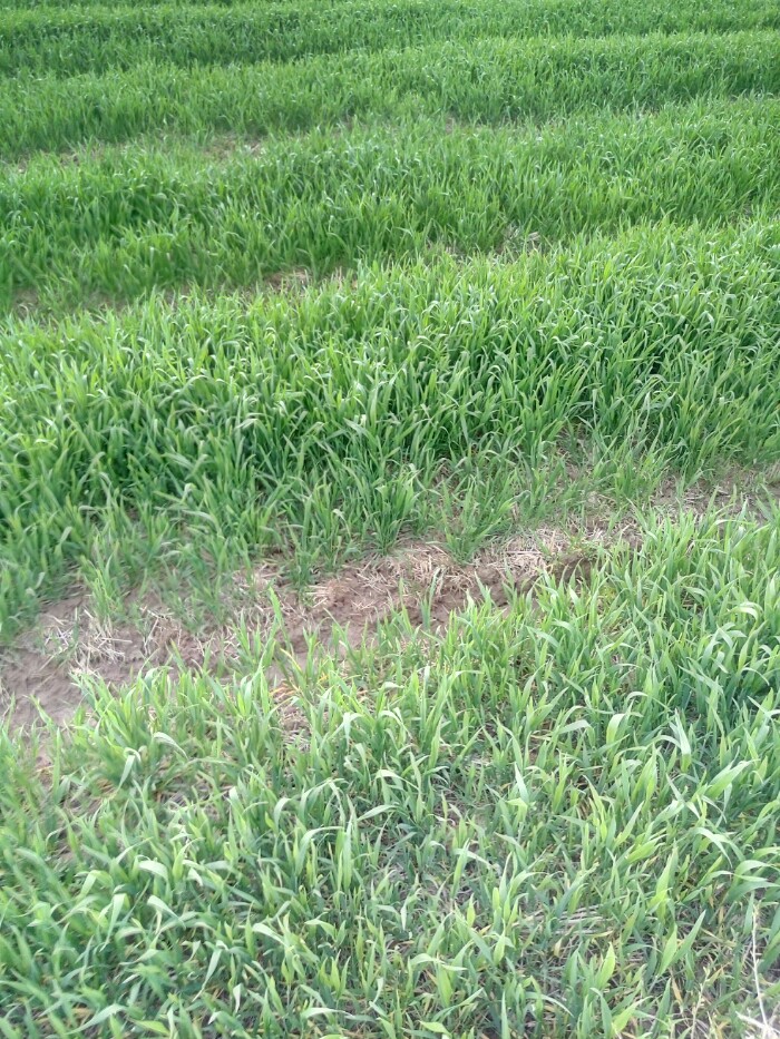 温度高,小麦长的真快,油菜小麦同期生长的