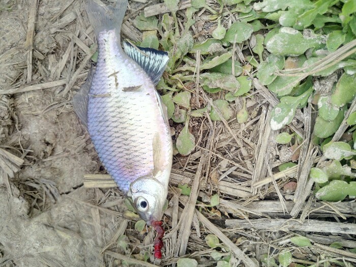 开杆鱼,我们叫斯光屁