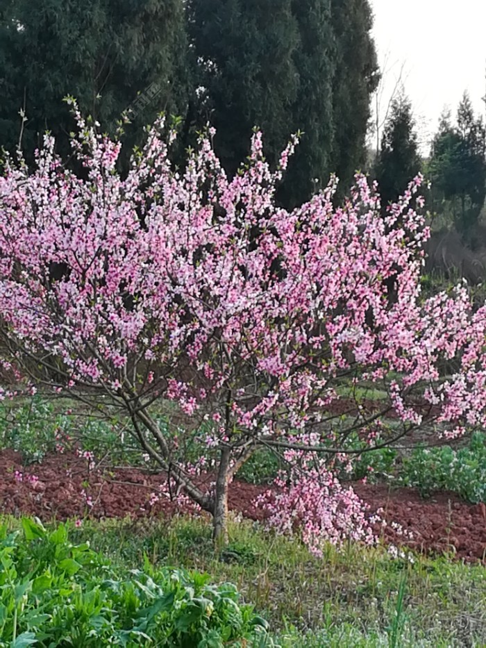 红艳艳桃花?