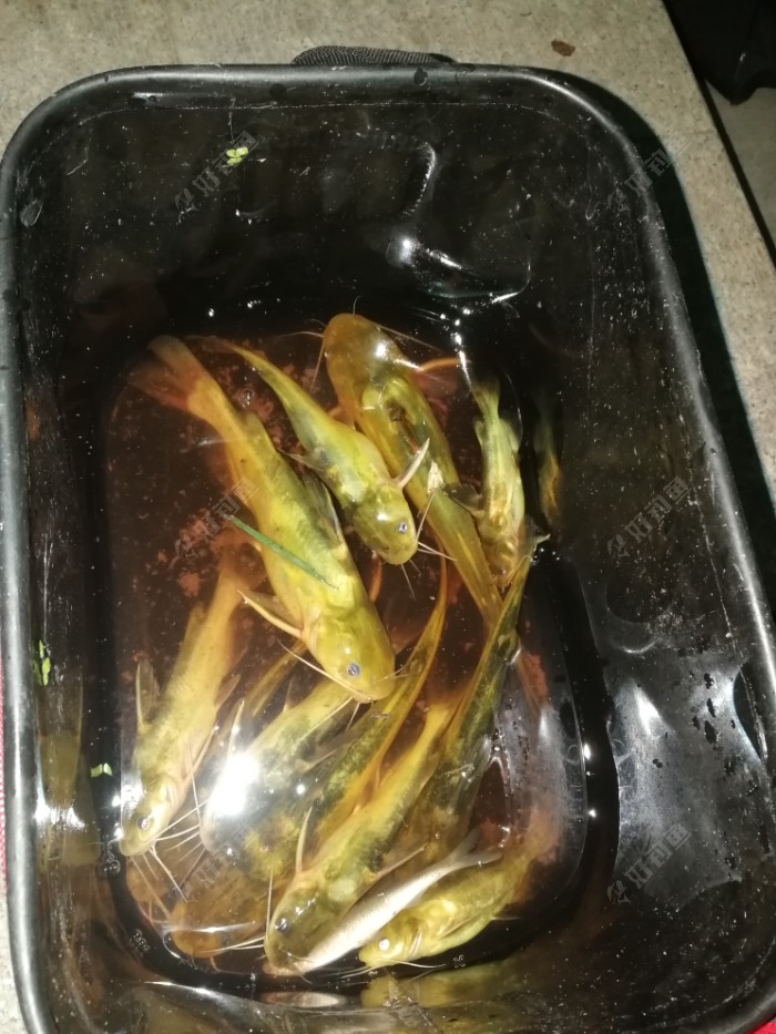 最后鱼获2个小时多