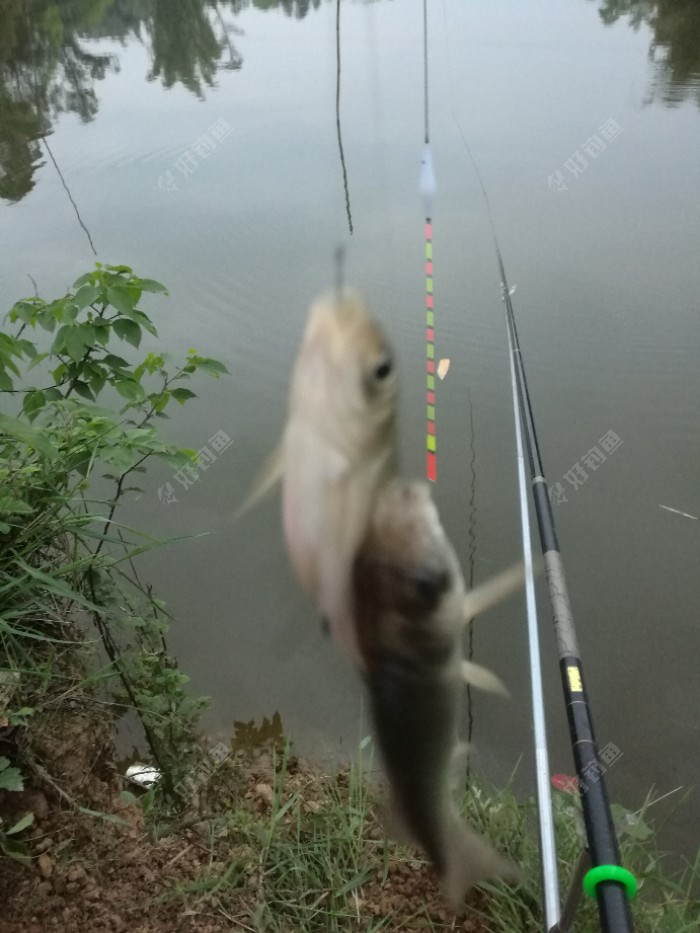 双飞1