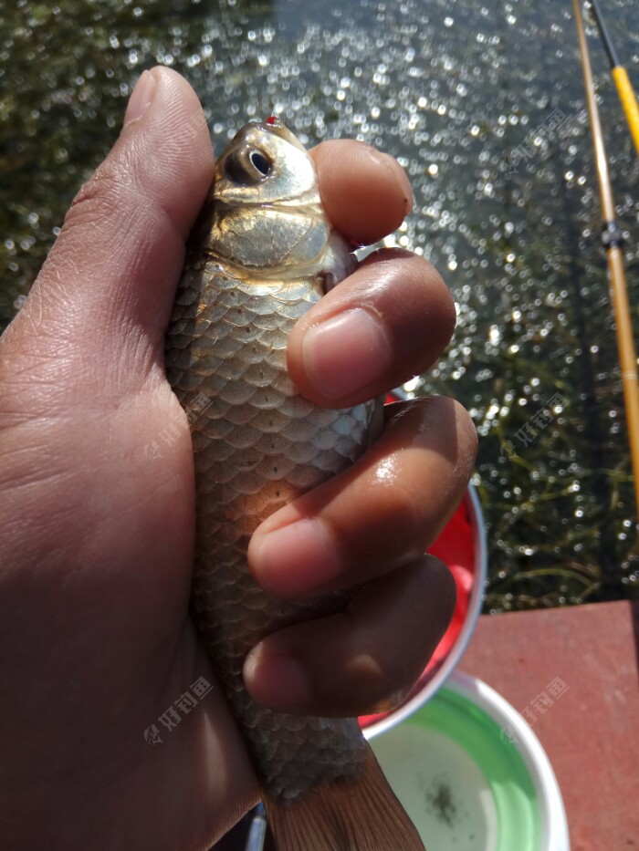 皮毛很不错