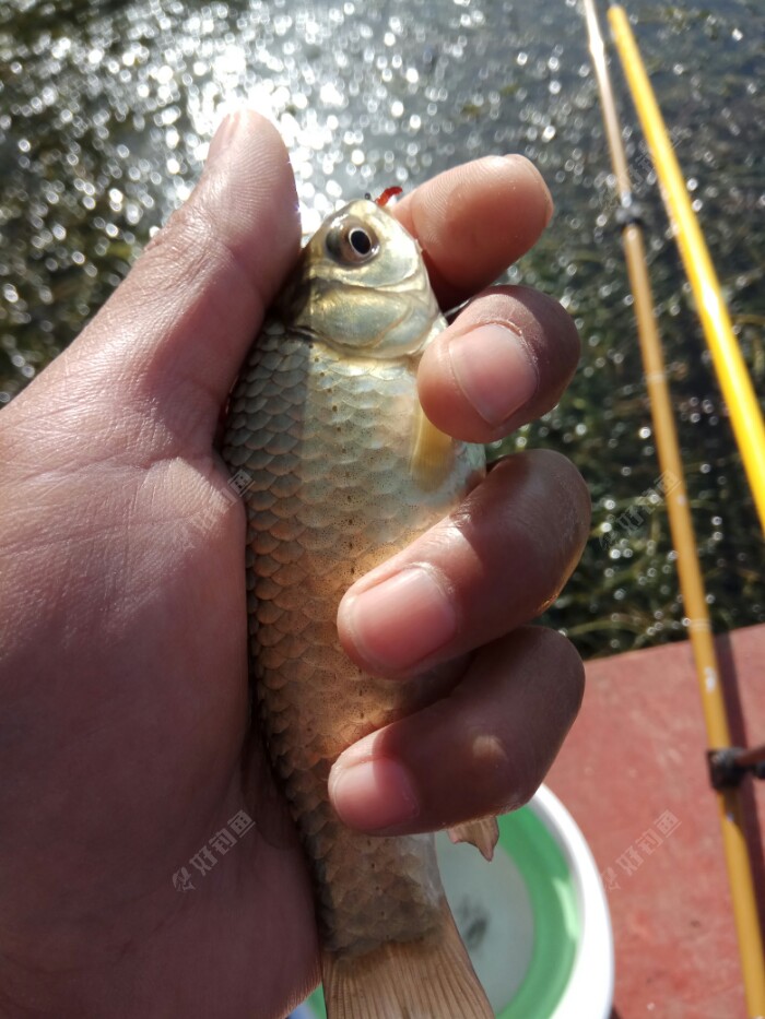 大黄鲫来了
