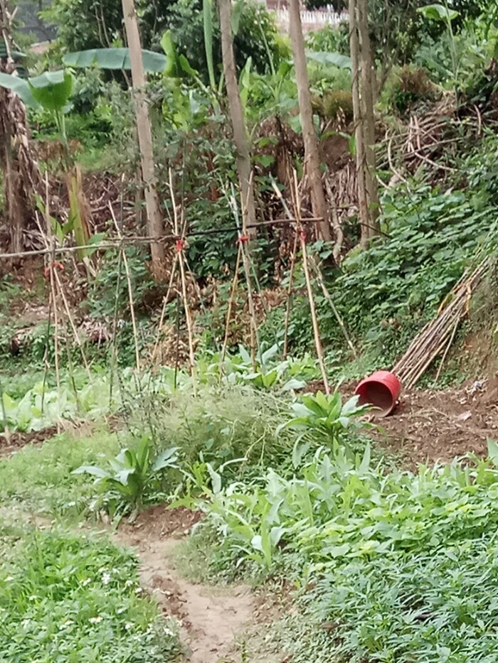 农家小菜园，勤劳把耘田。