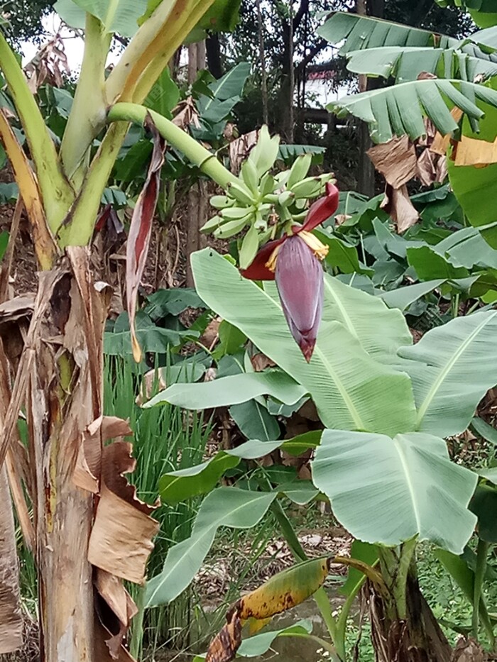 芭蕉树，果实累累显绿意。