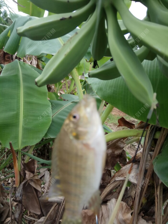 凑近点，看看芭蕉熟了没有？