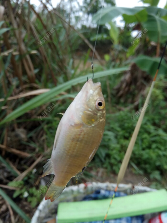 随漂跳。