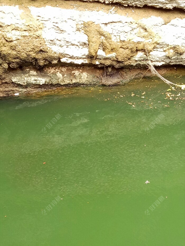 中午一点多了,有点点热,我决定还是回自己的窝子去。走回去看到了这密密麻麻的一幕,我距离它们很远,是拉近拍的,无数白条浮游在水面上,看样子个子都不小的。