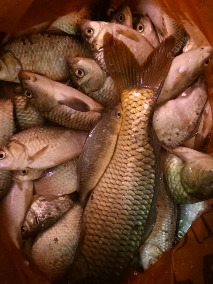 一个人确实不太方便,我老铁在老远处得了条鲤鱼,两斤不到,没时间拍照给我,这是今天的总鱼获,十二斤左右。