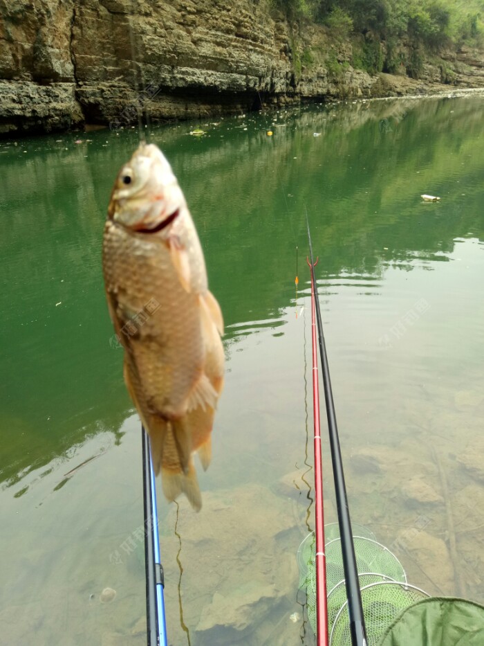 又开始有点走水了,水位下降有点快。我调整了下点方向,开始起鱼了,这是其中一杆双飞,鱼已经进窝了,我也没时间拍照了。
今天发窝有点慢。