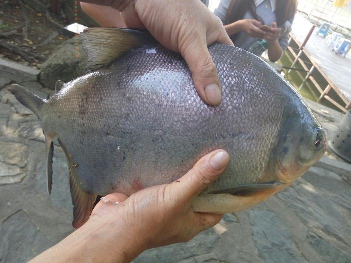 圆明新园钓鱼场