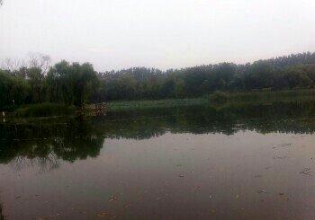 思念果岭国际社区钓场