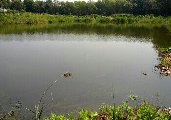 广播电视台鱼塘