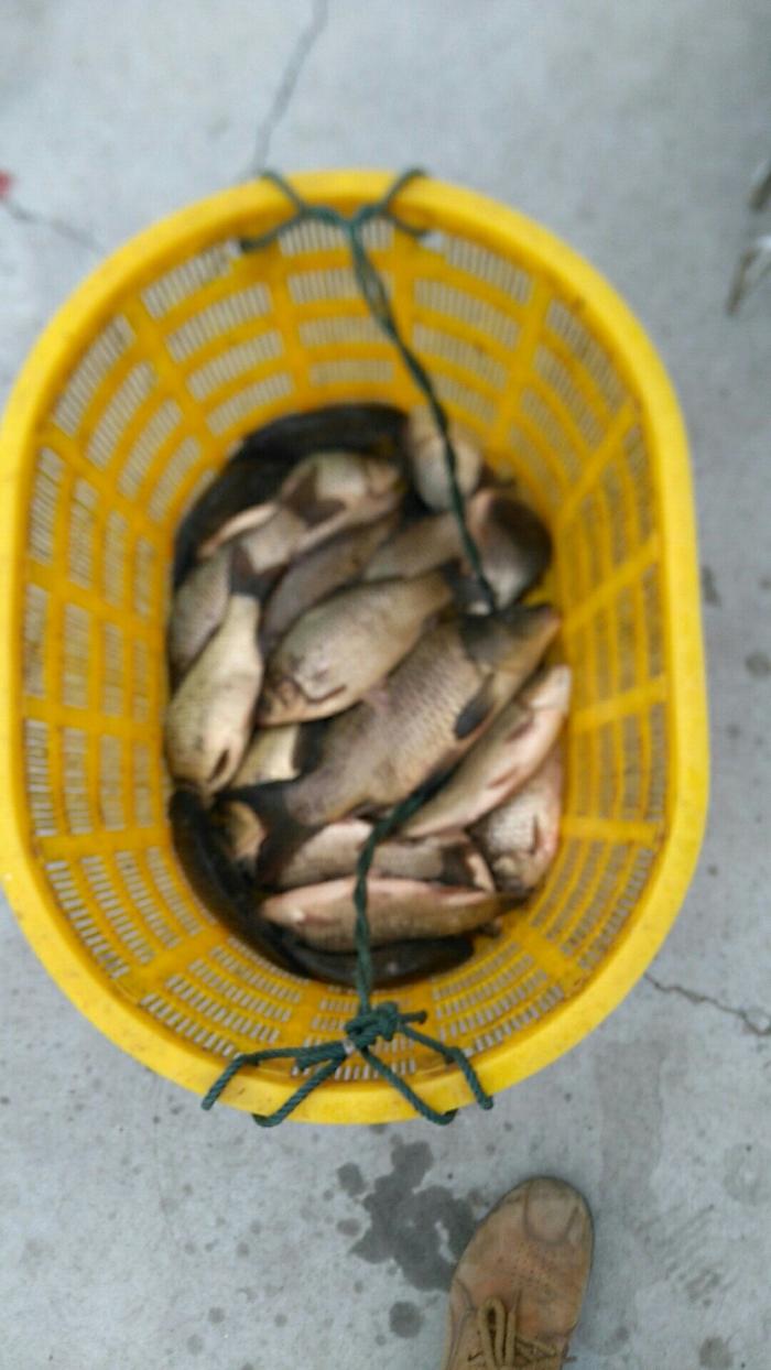 渔悦农庄垂钓基地