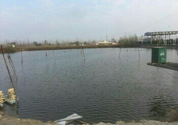 老徐鱼塘垂钓园