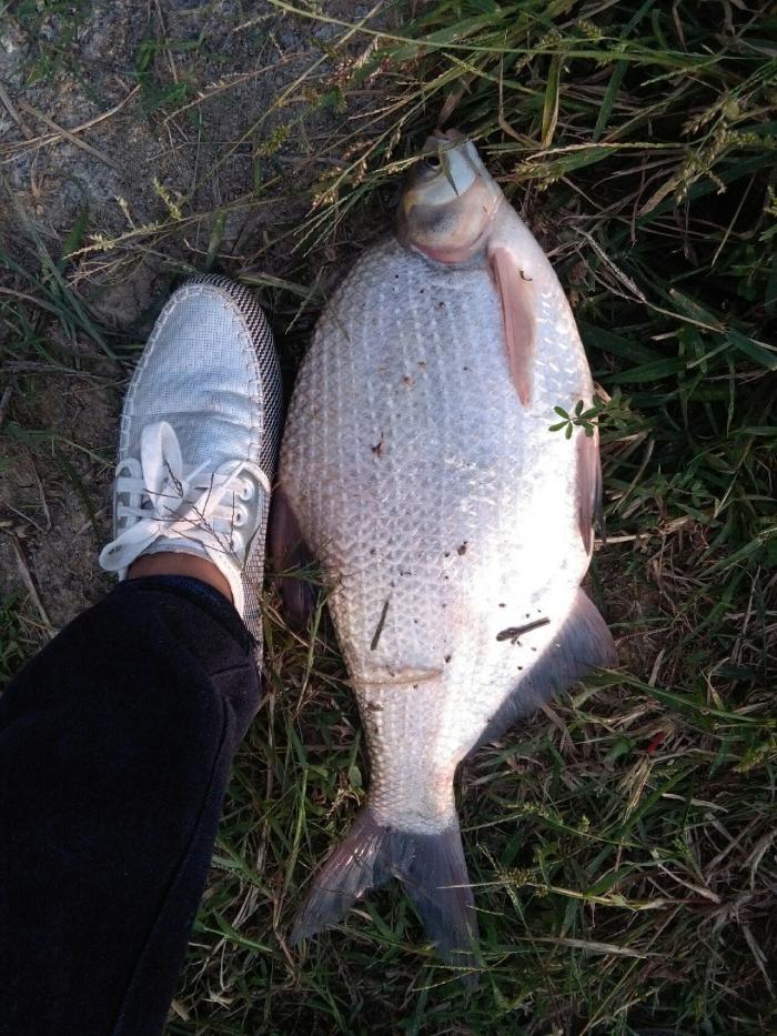 汪青弋江中滩段