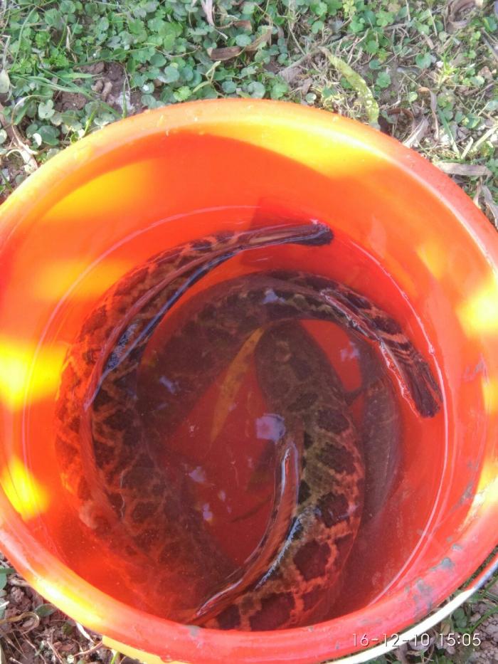 胜利桥高桥港河