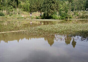 王家坝鱼塘