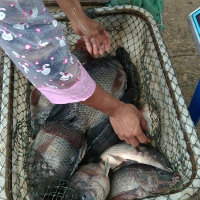 高州大坑钓鱼场