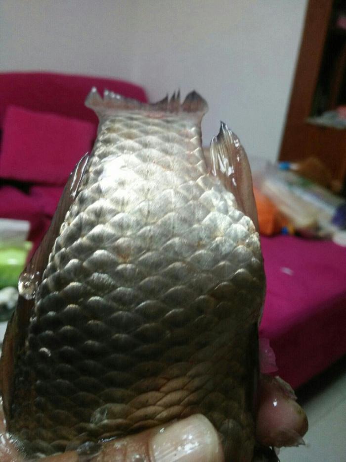 朱赵新河新城段