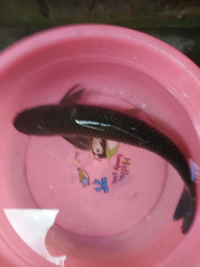 竹峪觉深坝钓场