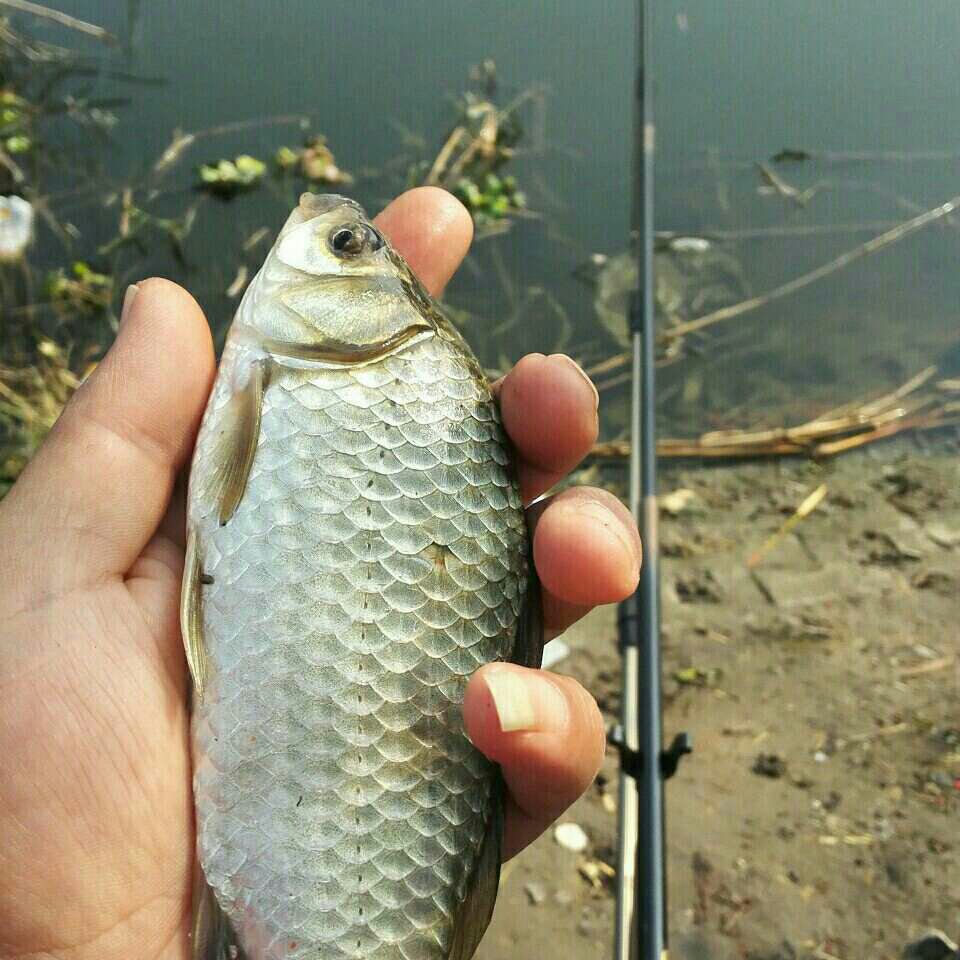 水厂水闸淀浦河支流