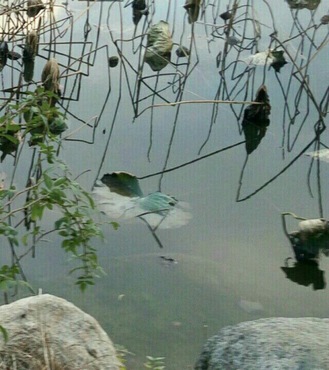 芝罘区南山公园附近一野塘