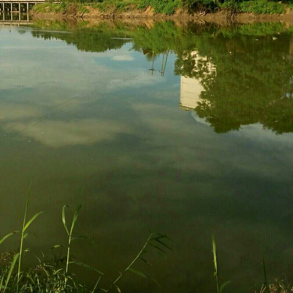 永兴县湘阴渡镇纯生态养殖鱼塘