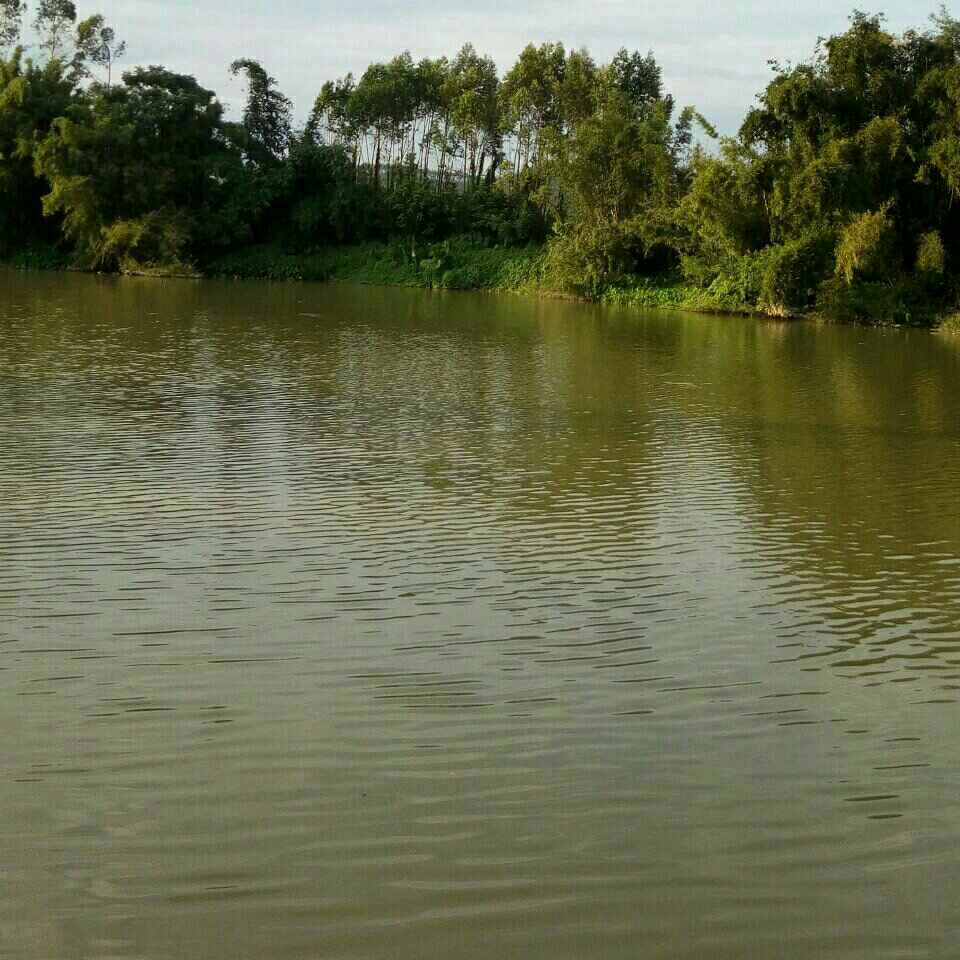 金海岸免费钓鱼台